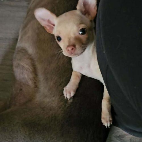 Enlarge Maria, a Adoptable mixed breed in Sanford, NC image 2/3