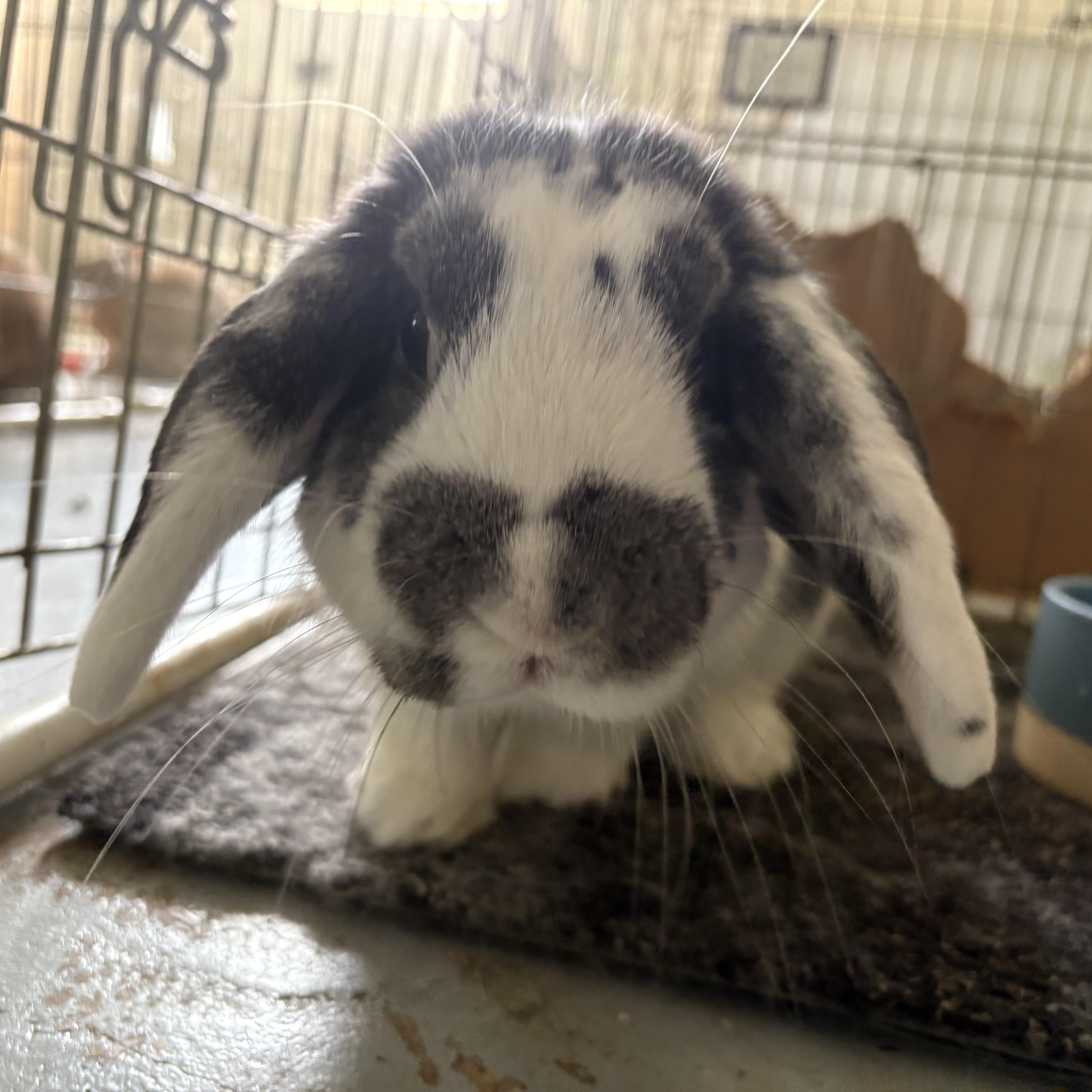 Boston, a Adopted Mini Lop in Birmingham, AL image 1/4