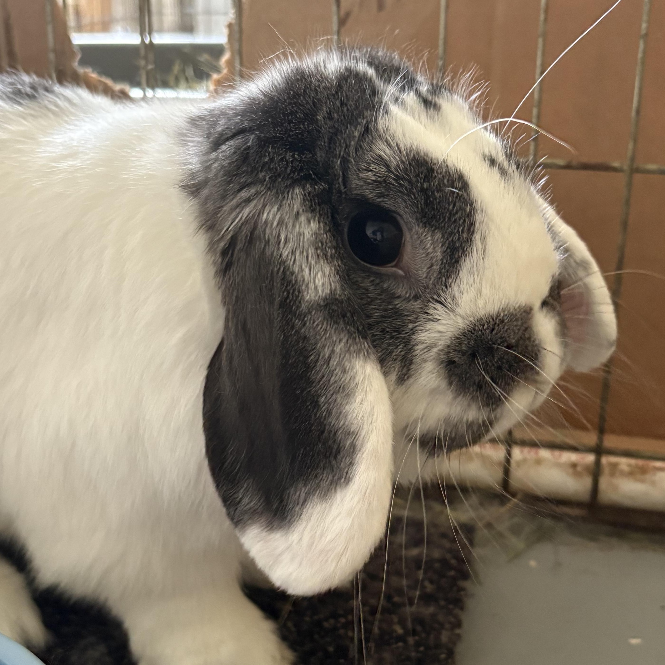 Boston, a Adopted Mini Lop in Birmingham, AL image 2/4
