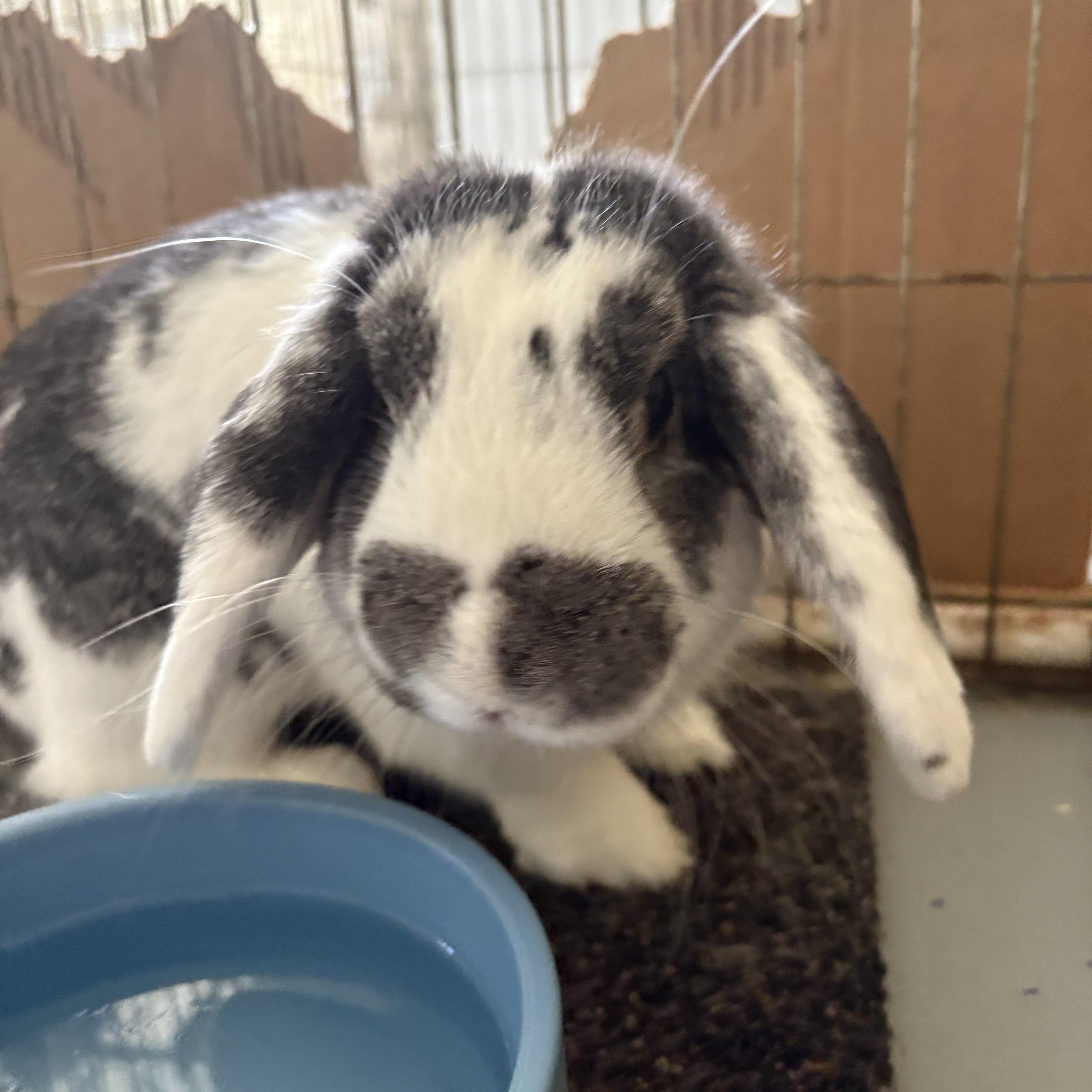Boston, a Adopted Mini Lop in Birmingham, AL image 3/4