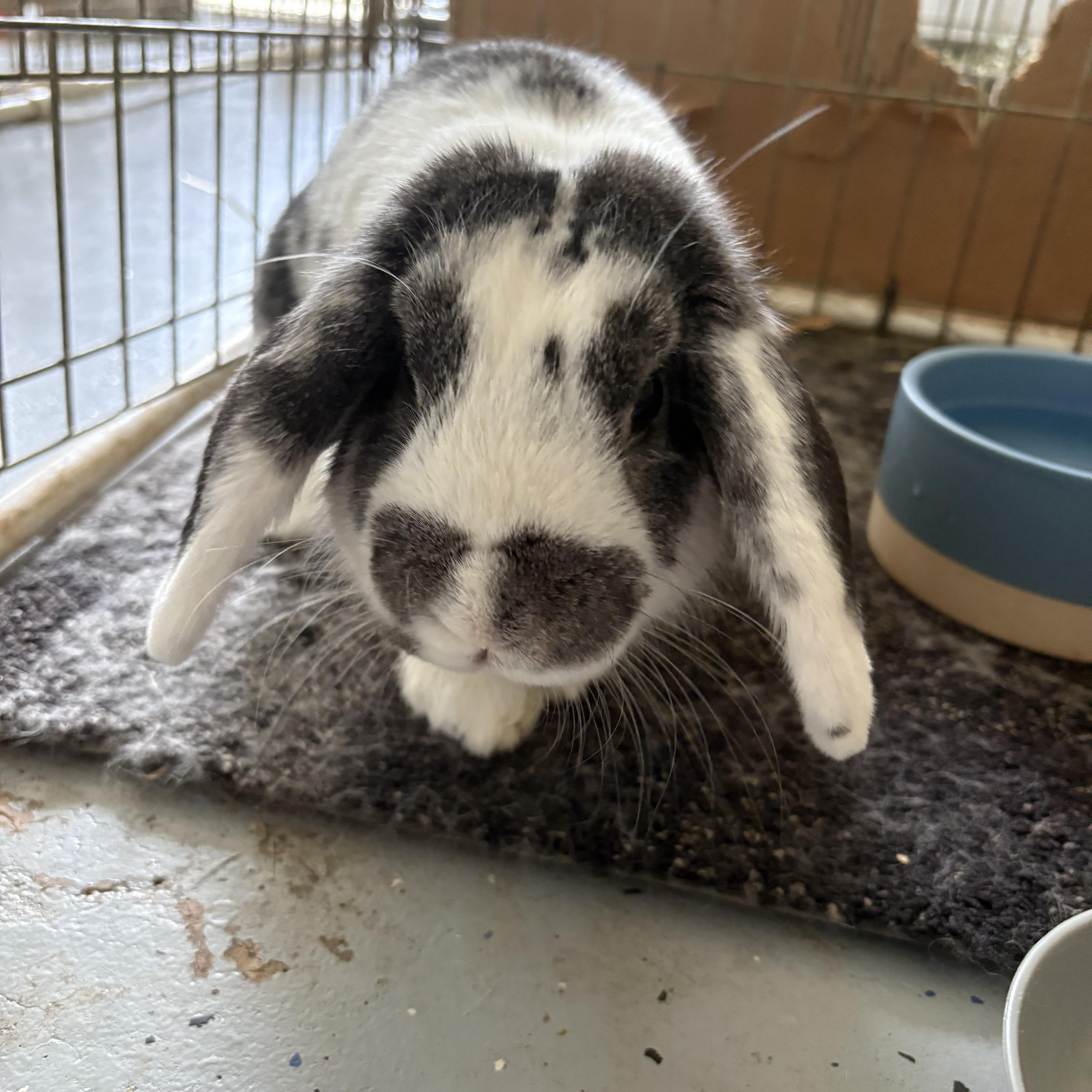 Boston, a Adopted Mini Lop in Birmingham, AL image 4/4