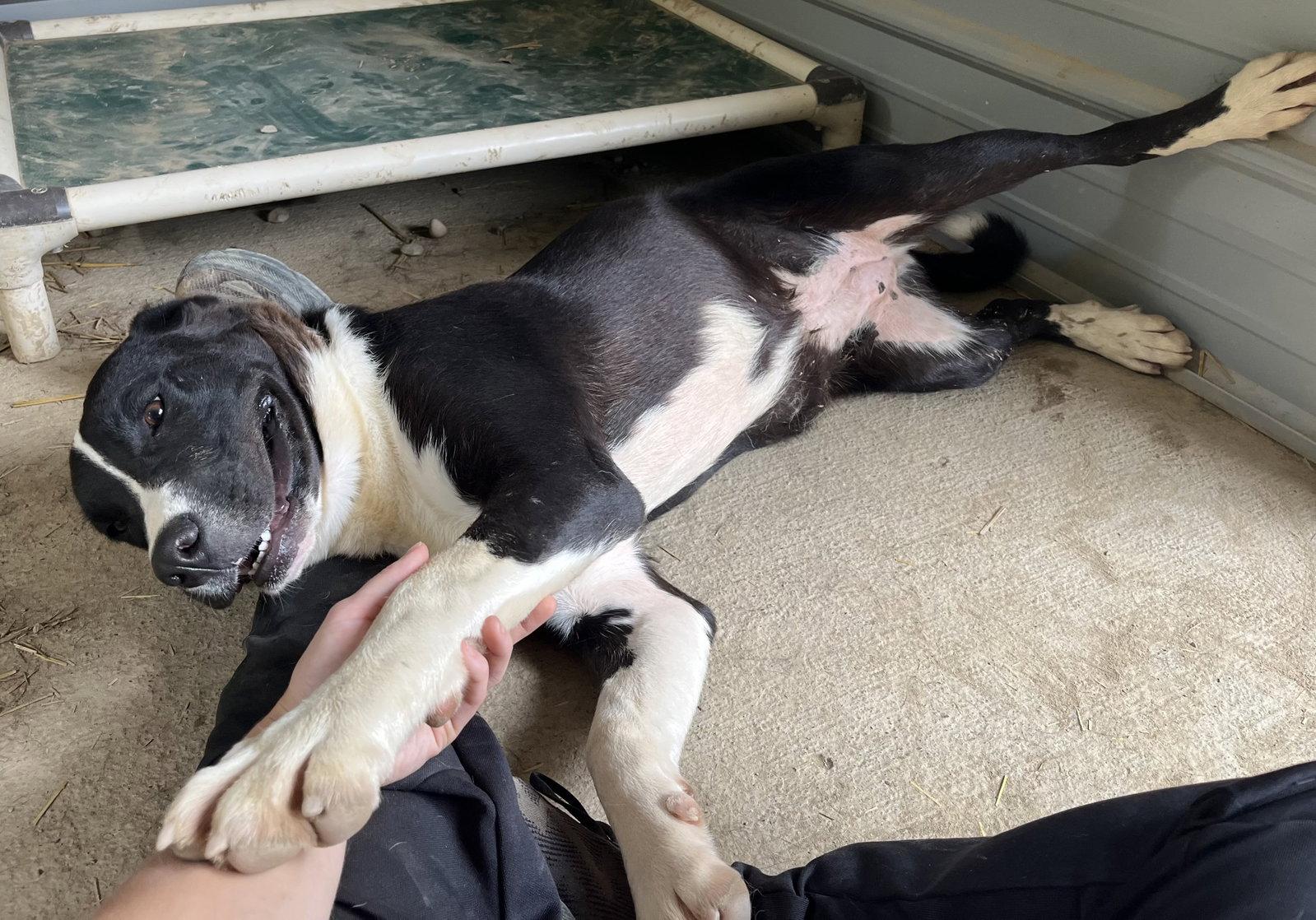 Pearl, a Adoptable mixed breed in Woodsfield, OH image 1/3