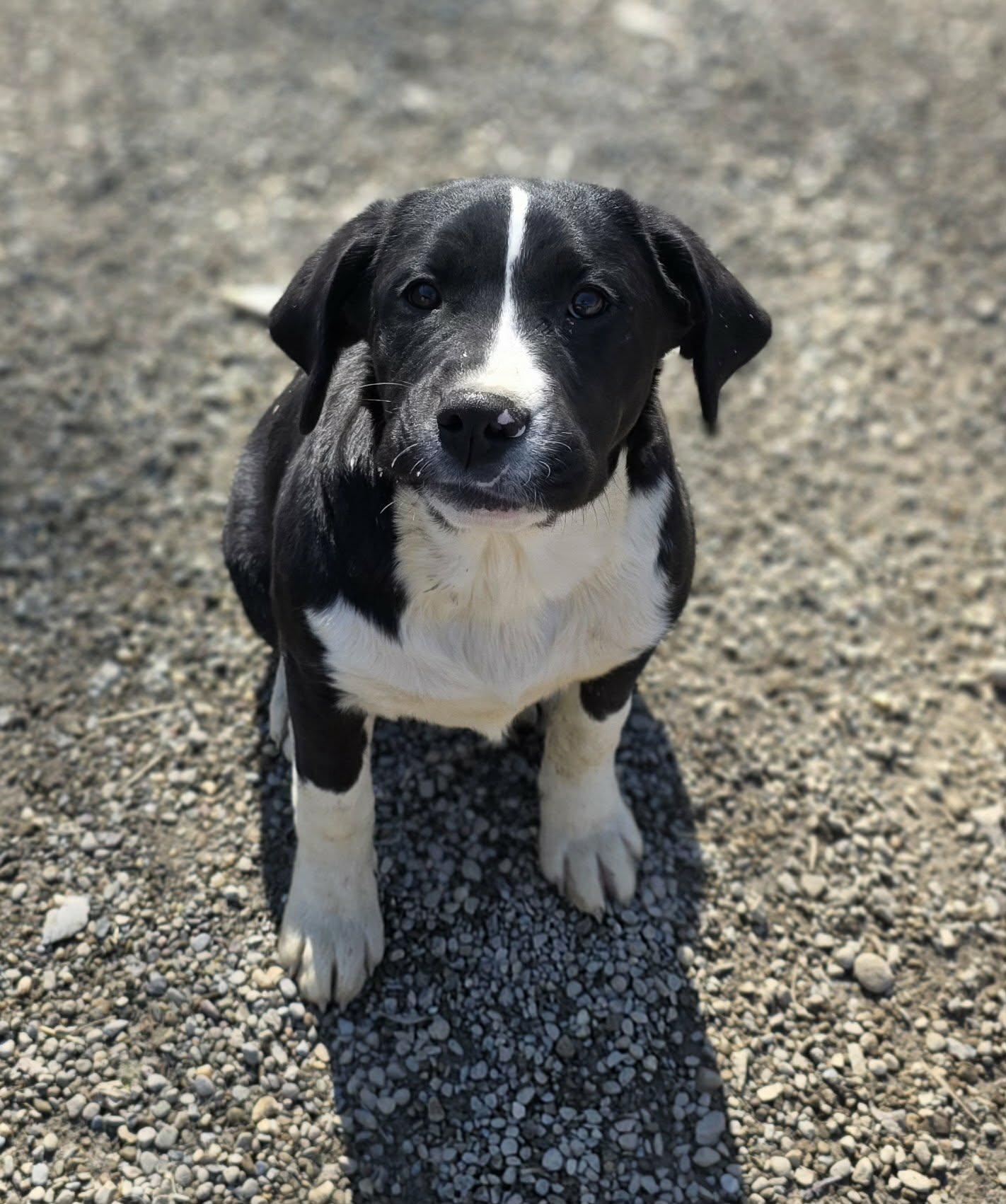 Pearl, Adoptable, Puppy Female Saint Bernard & Terrier.