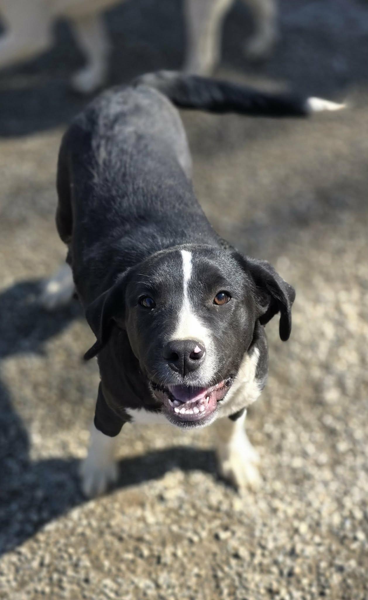 Enlarge Pearl, a Adoptable mixed breed in Woodsfield, OH image 2/3