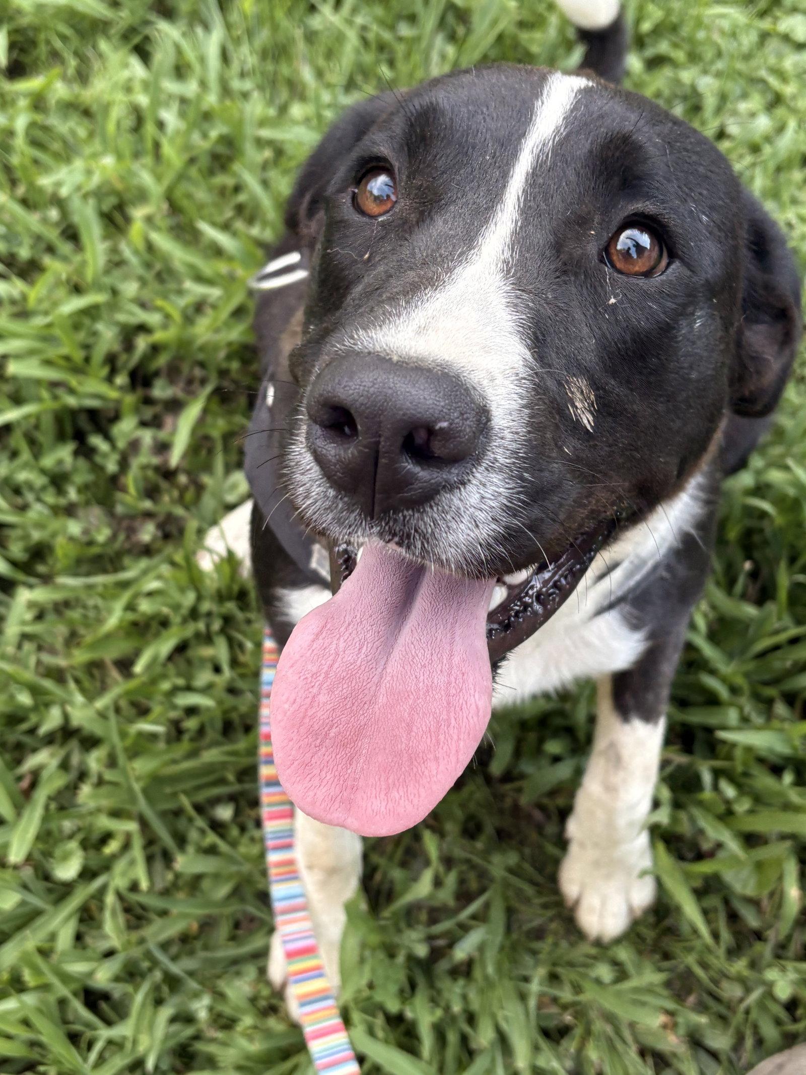 Pearl, a Adoptable mixed breed in Woodsfield, OH image 2/3