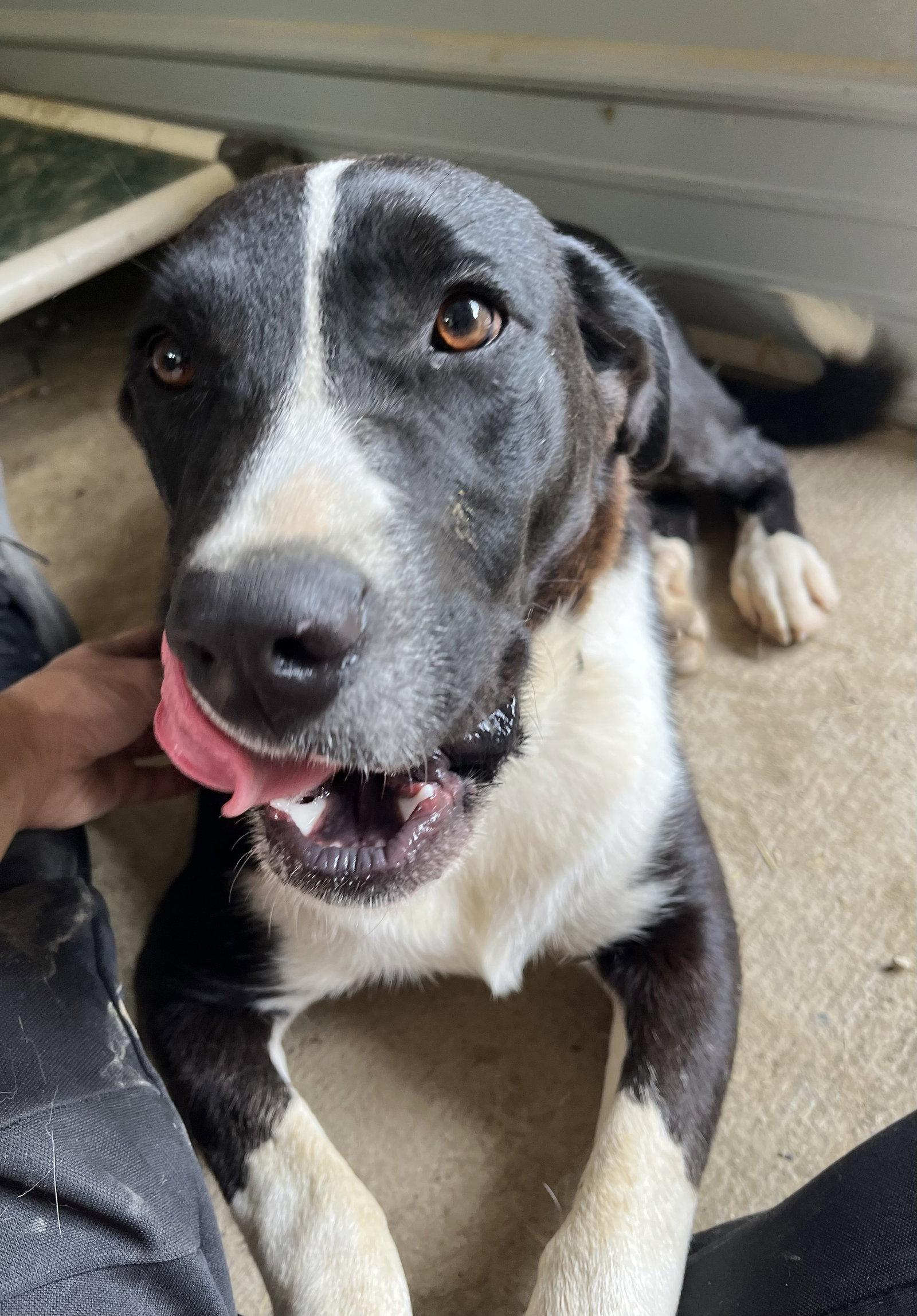 Pearl, a Adoptable mixed breed in Woodsfield, OH image 3/3