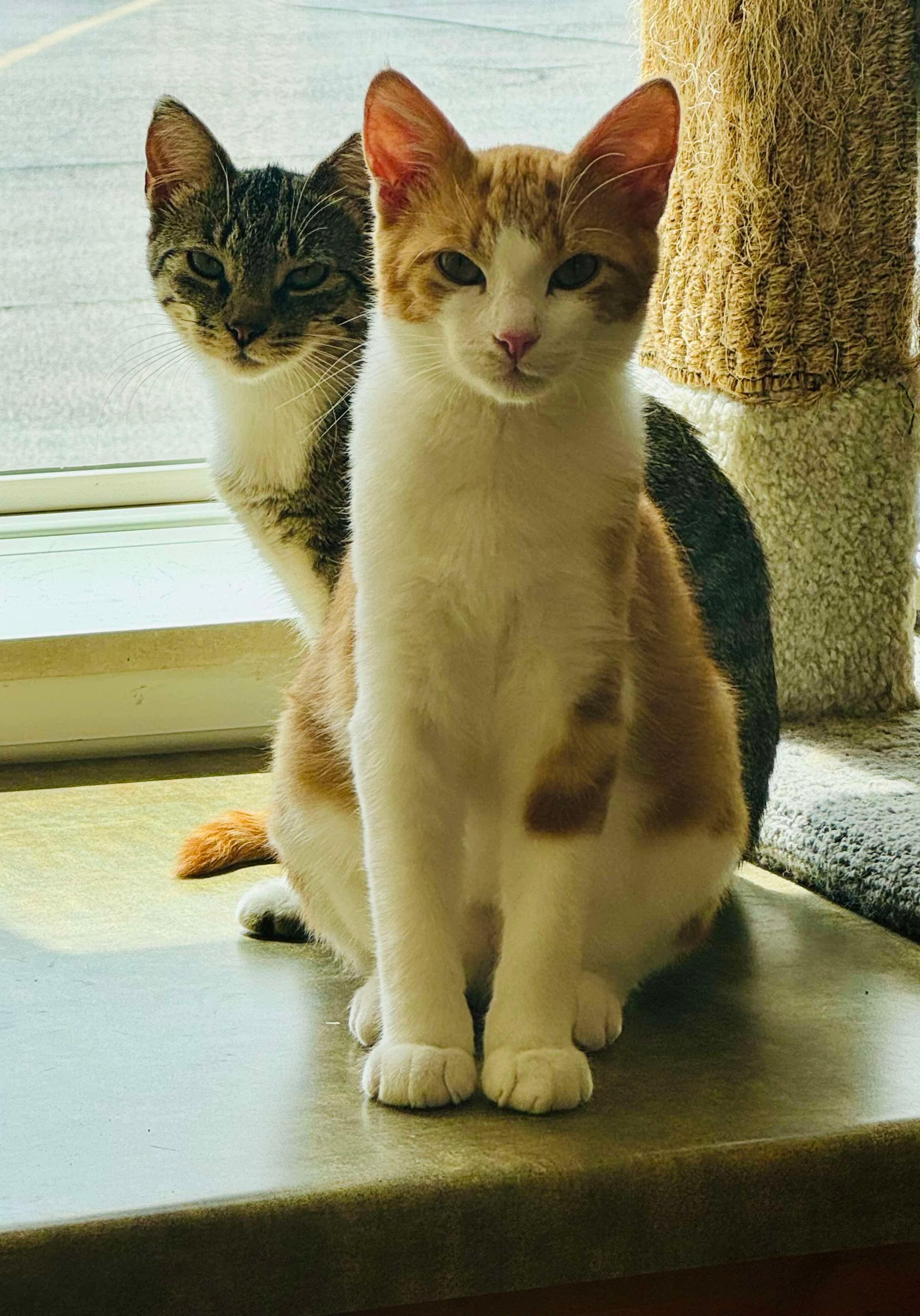 Enlarge Maurice Cheeks, a Adopted Domestic Short Hair in Green Bay, WI image 1/1