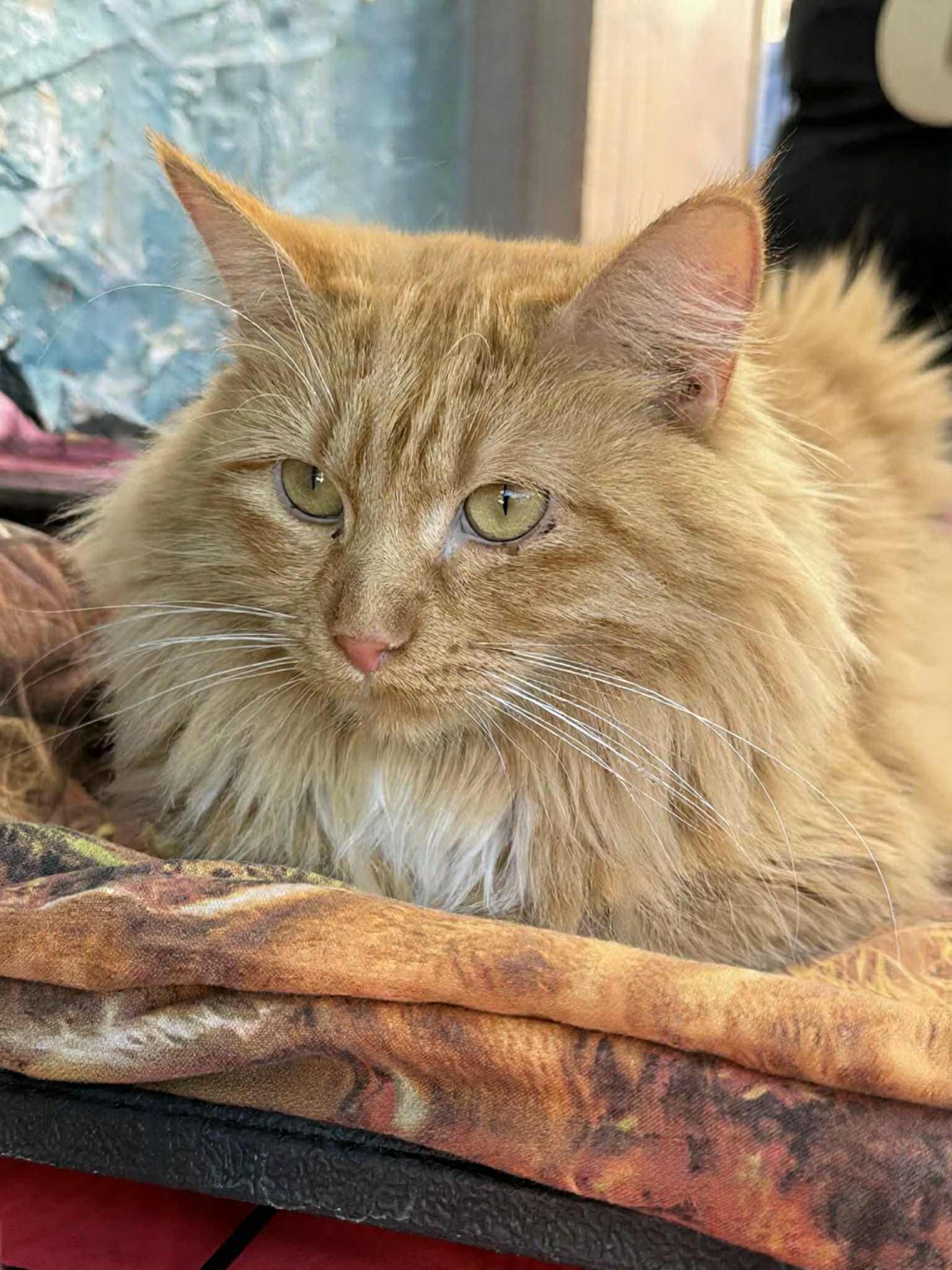 Peach, a Adoptable mixed breed in Tehachapi, CA image 1/2