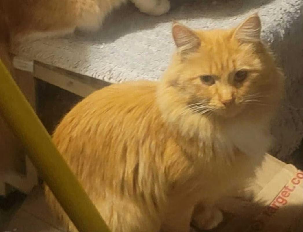 Peach, a Adoptable mixed breed in Tehachapi, CA image 2/2