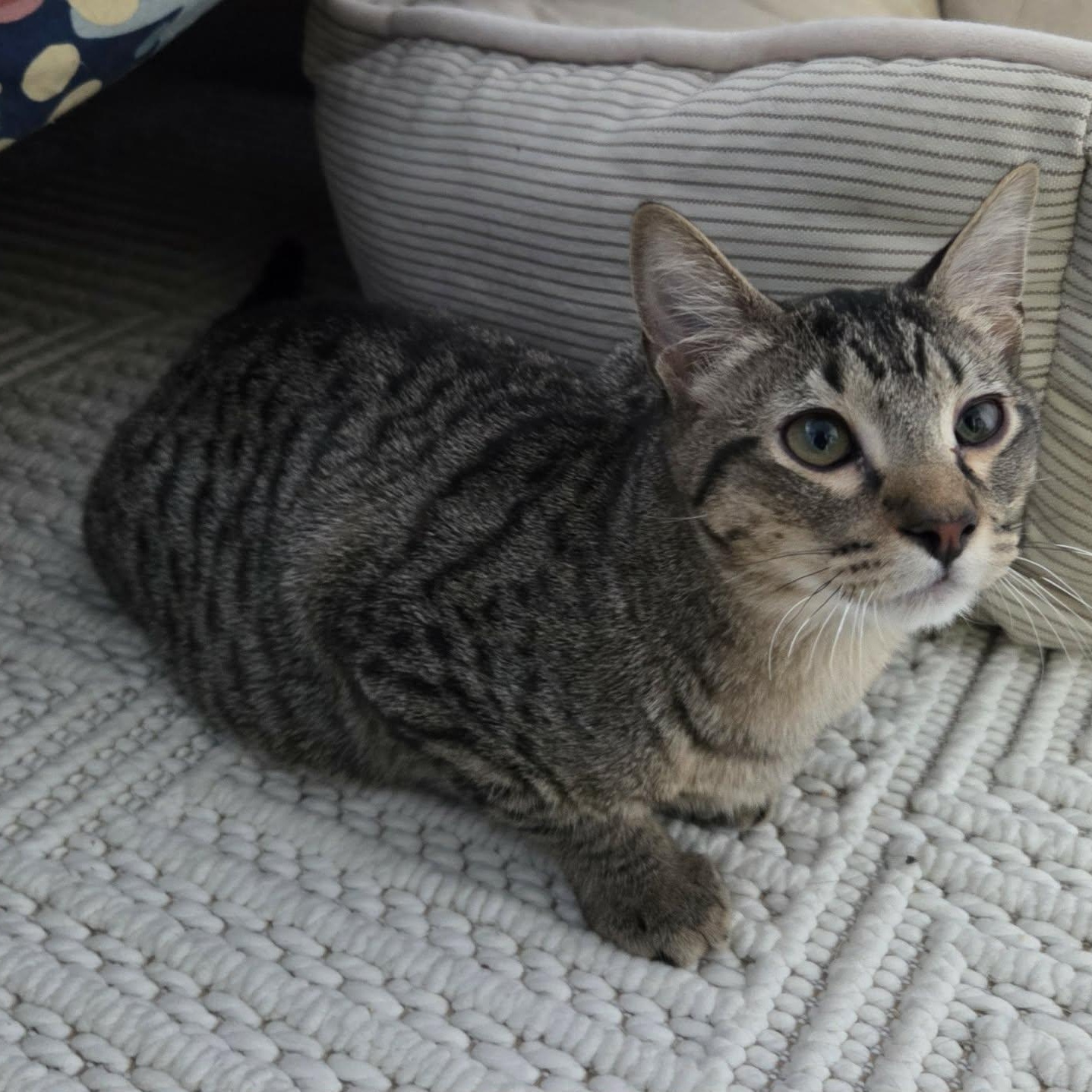 Enlarge SOY, a ADOPTABLE Domestic Short Hair in Loveland, CO image 4/6