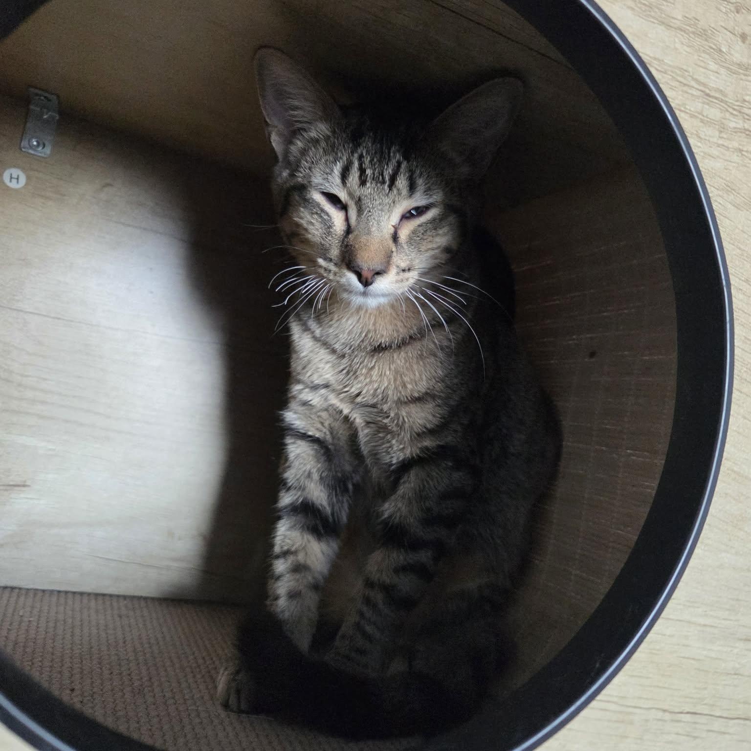 Enlarge SOY, a ADOPTABLE Domestic Short Hair in Loveland, CO image 6/6