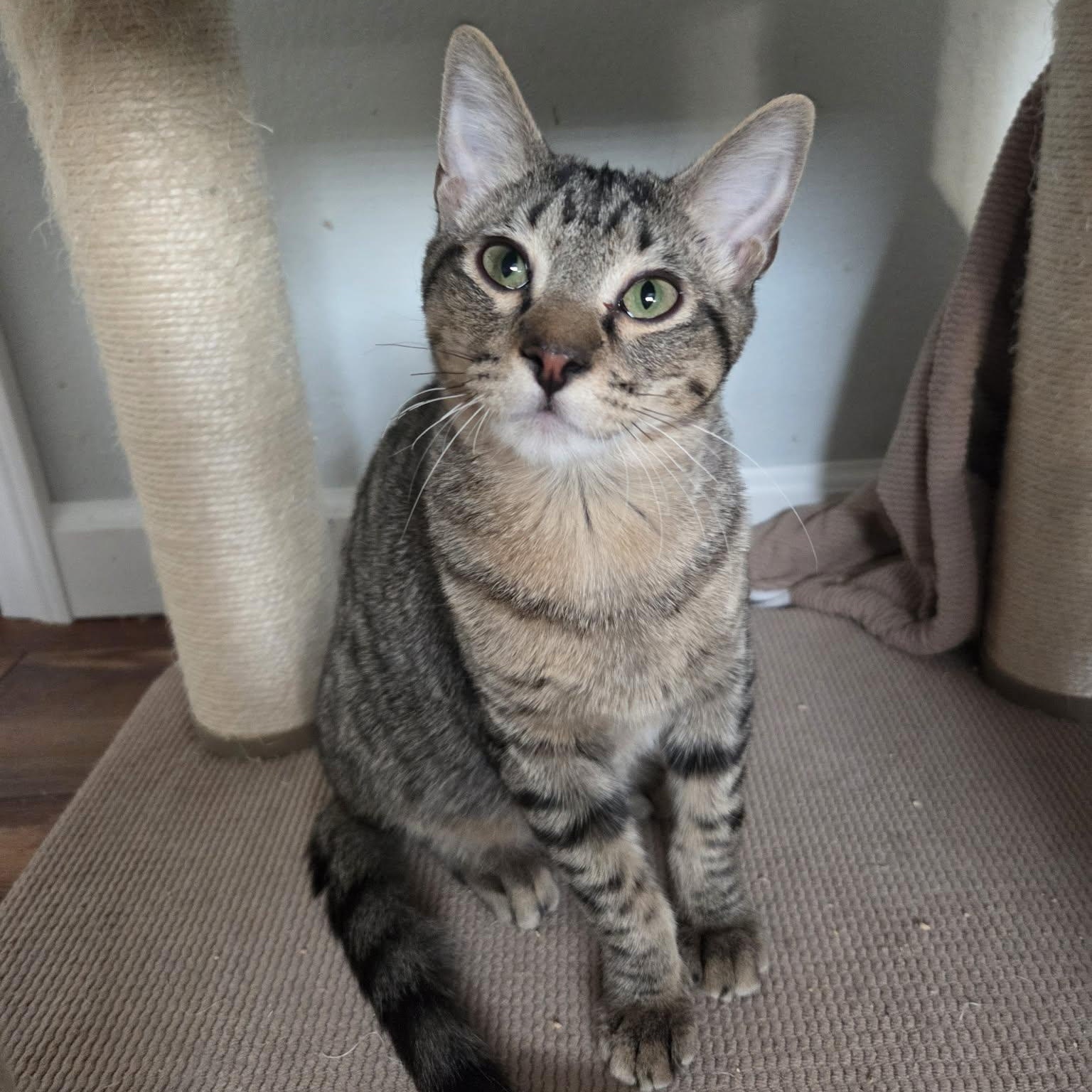 Enlarge SOY, a ADOPTABLE Domestic Short Hair in Loveland, CO image 2/6