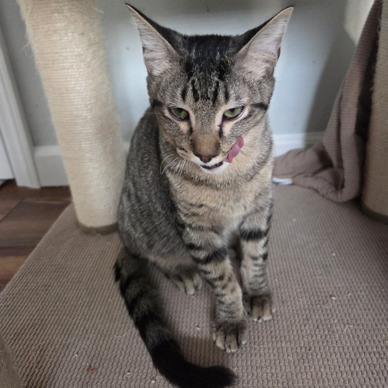 Enlarge SOY, a ADOPTABLE Domestic Short Hair in Loveland, CO image 3/6