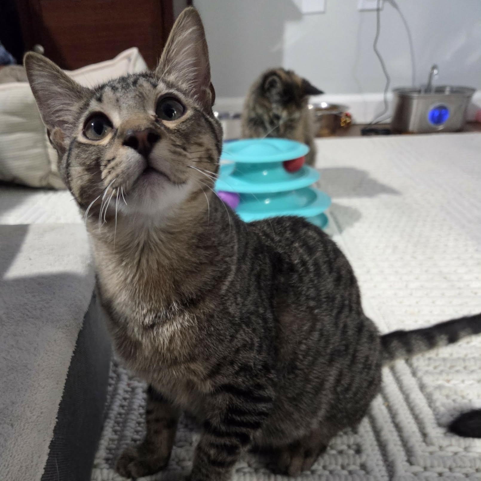 SOY, ADOPTABLE, Kitten Male Domestic Short Hair.