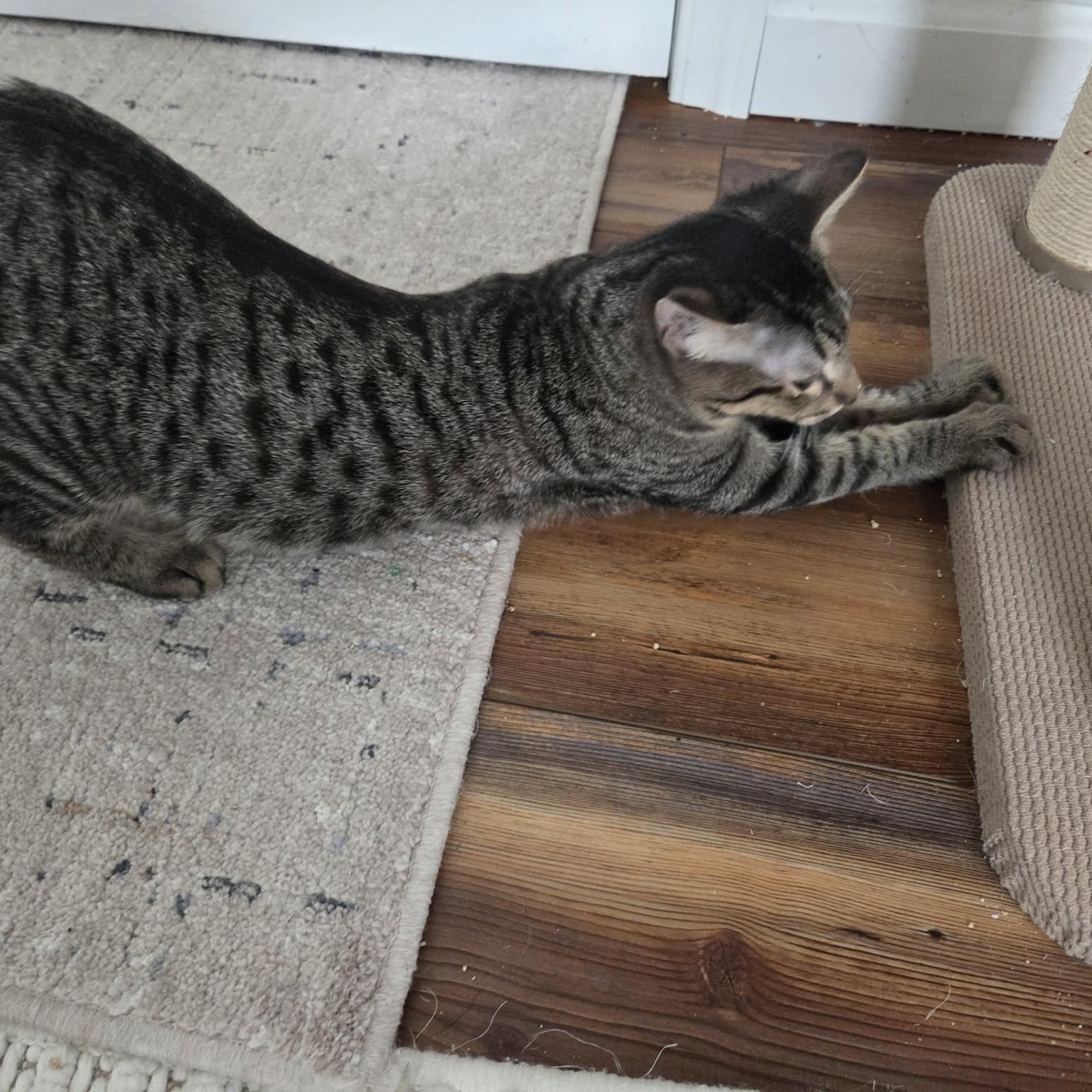 Enlarge SOY, a ADOPTABLE Domestic Short Hair in Loveland, CO image 5/6