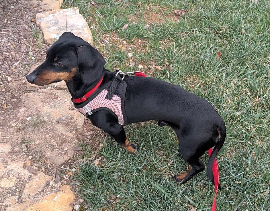 Enlarge Ollie in NC, a ADOPTABLE Dachshund in Denver, NC image 3/5