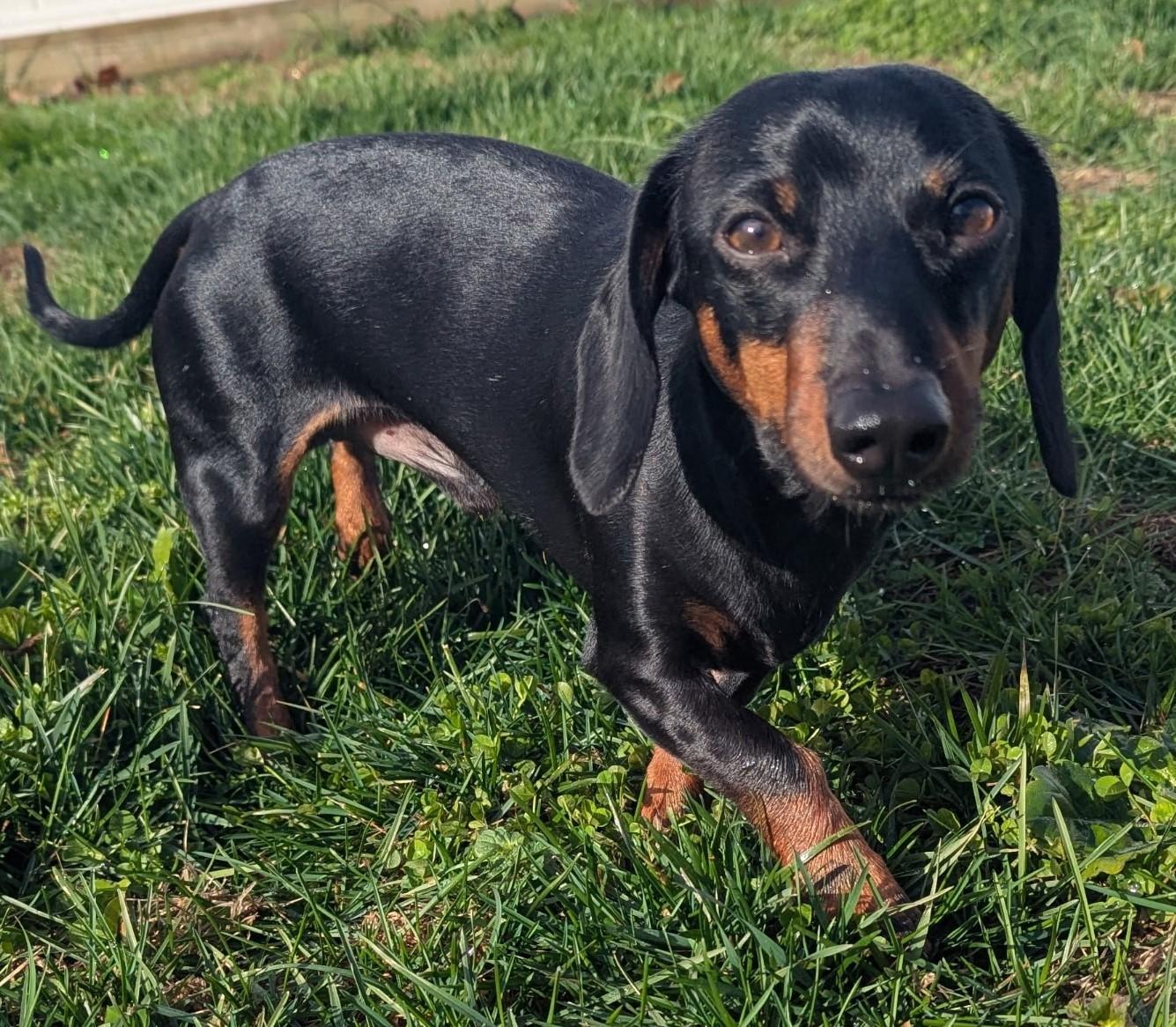 Enlarge Ollie in NC, a ADOPTABLE Dachshund in Denver, NC image 5/5