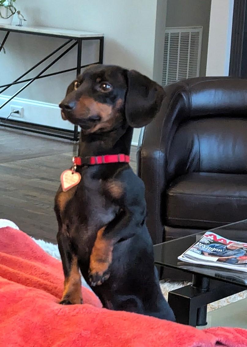 Ollie in NC, ADOPTABLE, Young Male Dachshund.