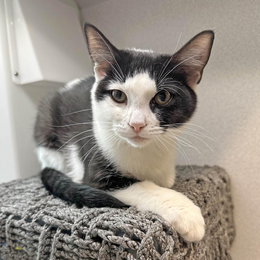 Pixie, Adoptable, Young Female Domestic Short Hair.