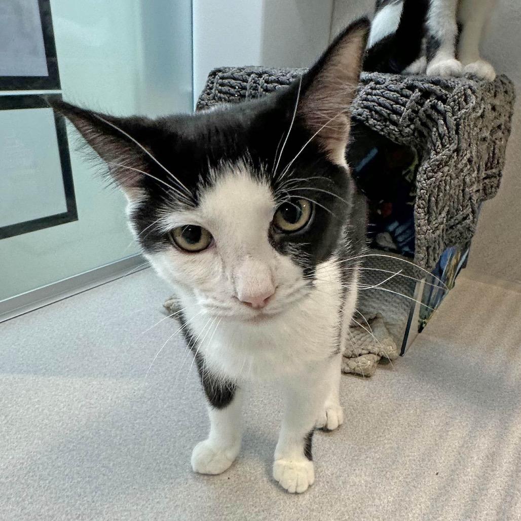 Pixie, a Adoptable Domestic Short Hair in Cody, WY image 4/4