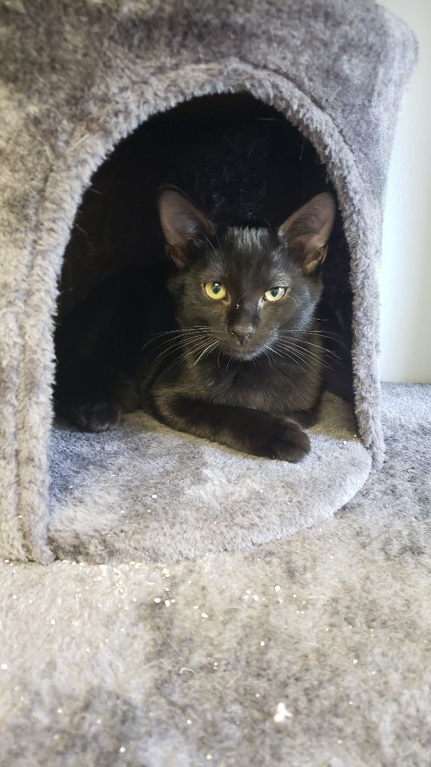 Enlarge Lord Elrond, a Adoptable Domestic Short Hair in Dallas, TX image 1/1