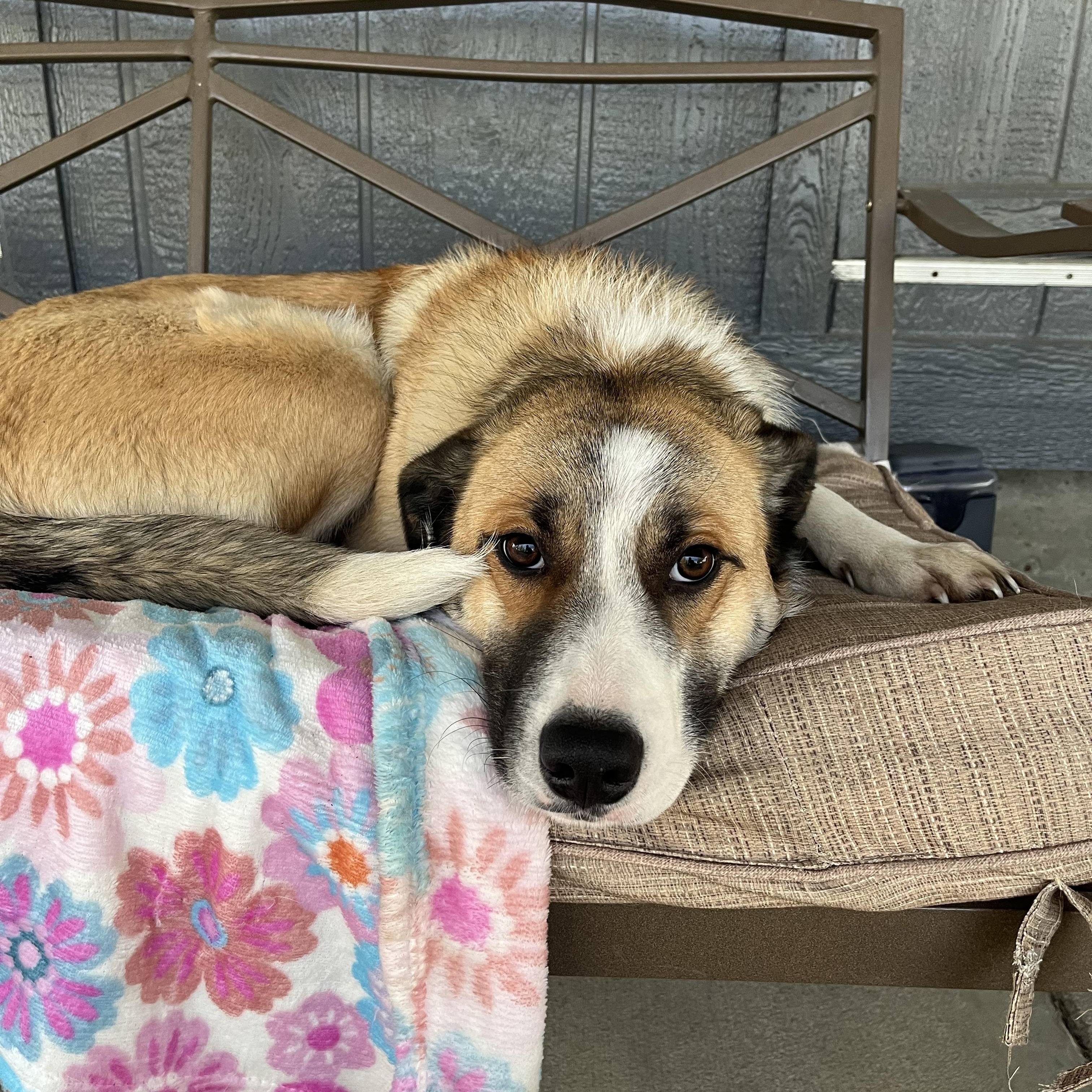 Enlarge Koda **COURTESY POST**, a ADOPTABLE mixed breed in Lewiston, ID image 1/2