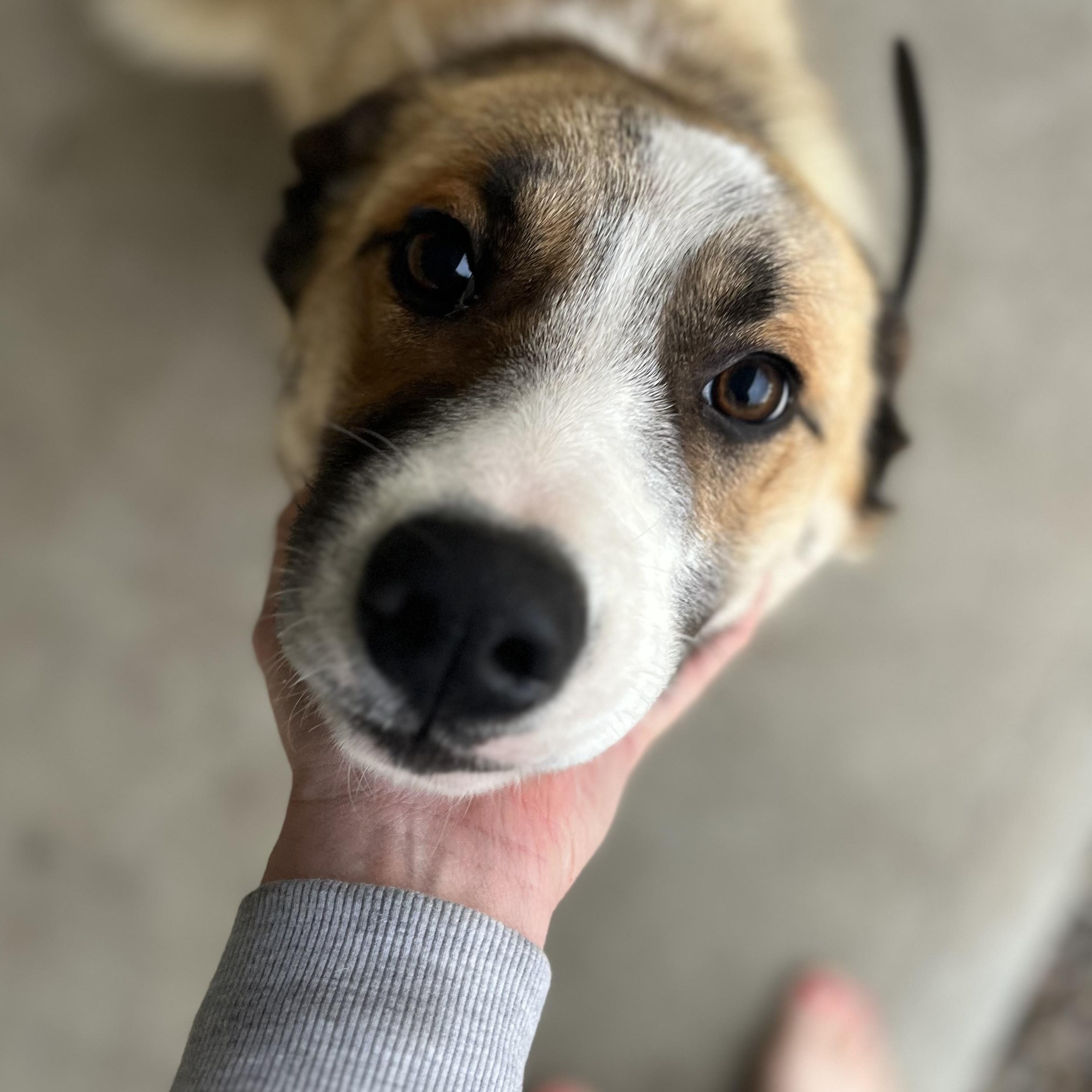 Enlarge Koda **COURTESY POST**, a ADOPTABLE mixed breed in Lewiston, ID image 2/2