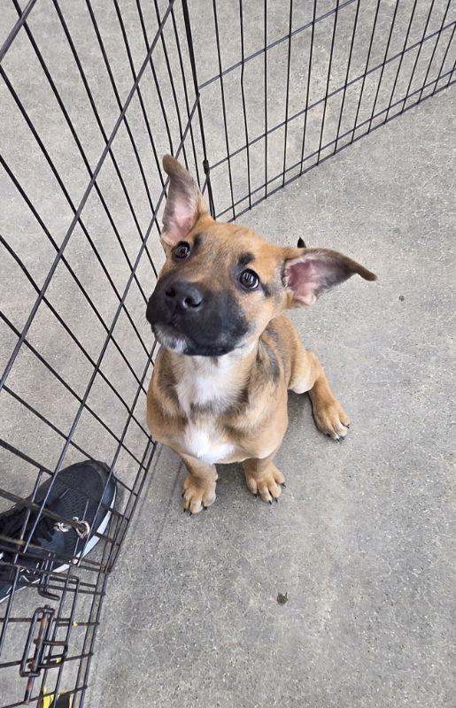 Morpheus - Matrix, Adoptable, Puppy Male Terrier.