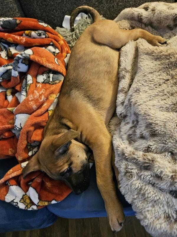 Enlarge Morpheus - Matrix, a Adoptable Terrier in Wyoming, MI image 2/2