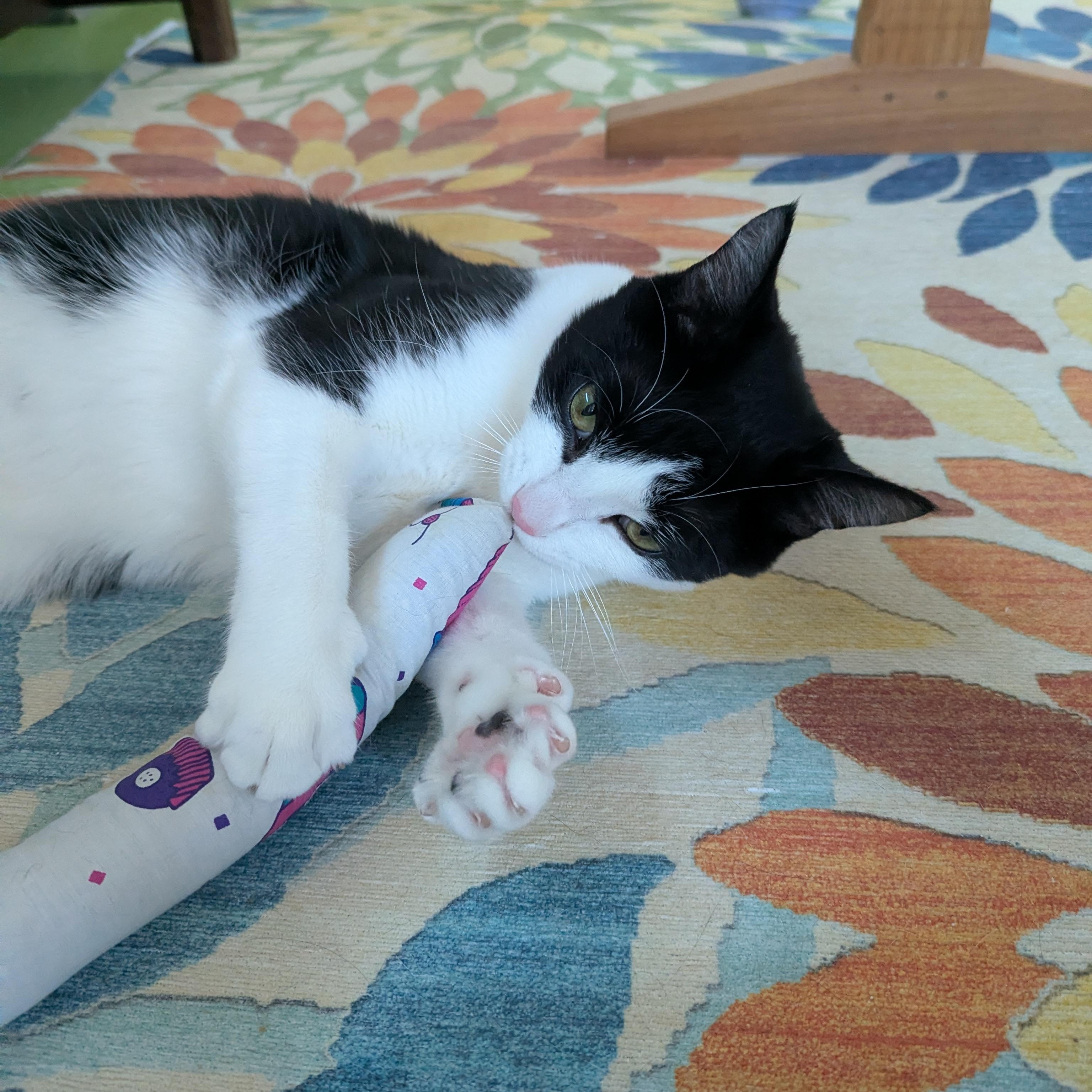 Zumi, a ADOPTABLE mixed breed in West Richland, WA image 3/6