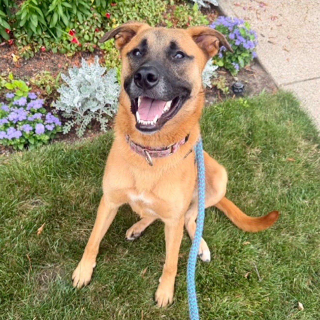 GLORIA, an adopted mixed breed in Cranston, RI image 5/5