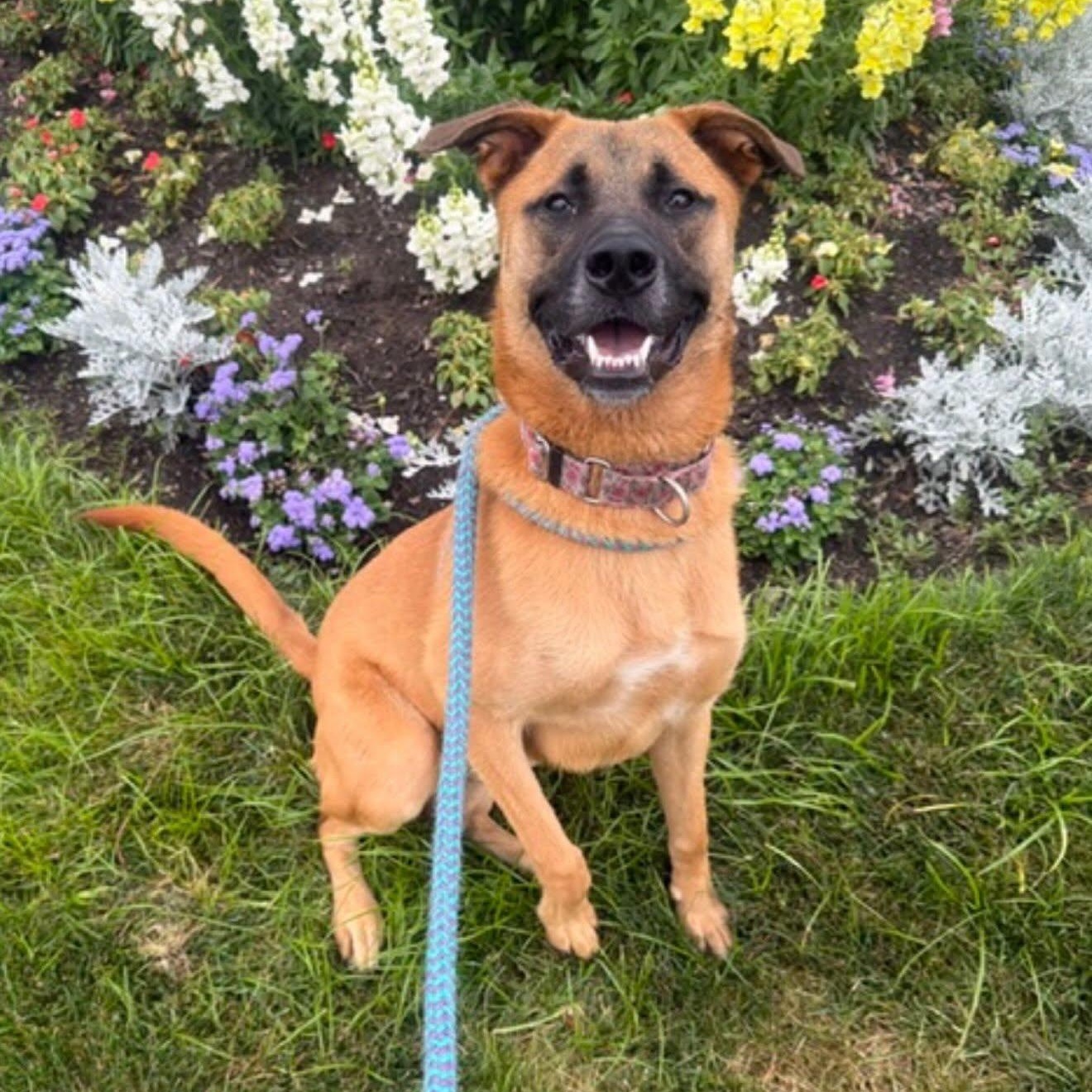 GLORIA, adopted, Young Female German Shepherd Dog.