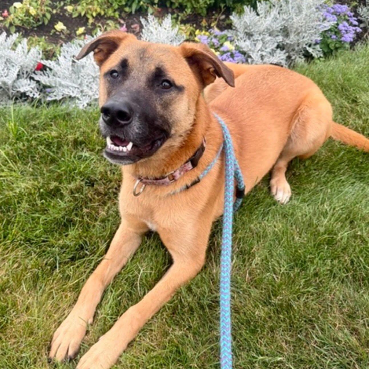 GLORIA, an adopted mixed breed in Cranston, RI image 2/5