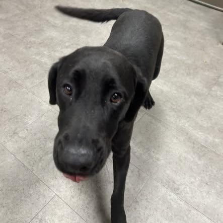 Lottie, adopted, Adult Female Black Labrador Retriever.