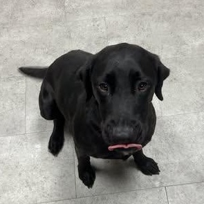 Enlarge Lottie, an adopted Black Labrador Retriever in McPherson, KS image 2/3