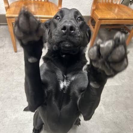 Enlarge Lottie, an adopted Black Labrador Retriever in McPherson, KS image 3/3