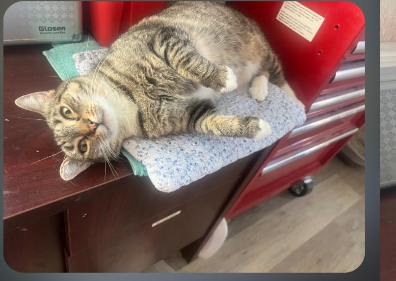 Maisie, Adoptable, Young Female Domestic Short Hair.