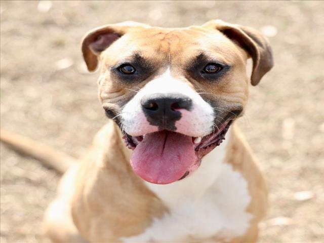 Enlarge A512492, a Adoptable mixed breed in Wilmington, NC image 1/1