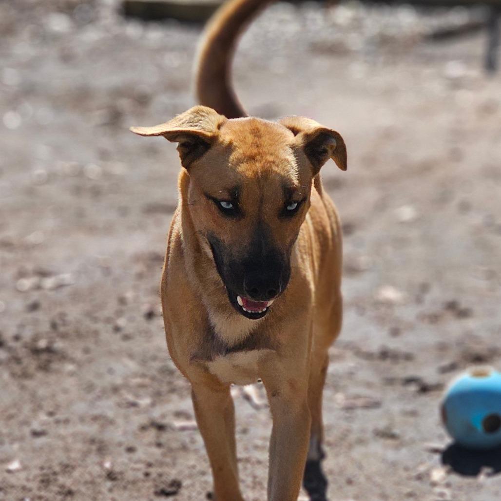 Toby — thumbnail 5