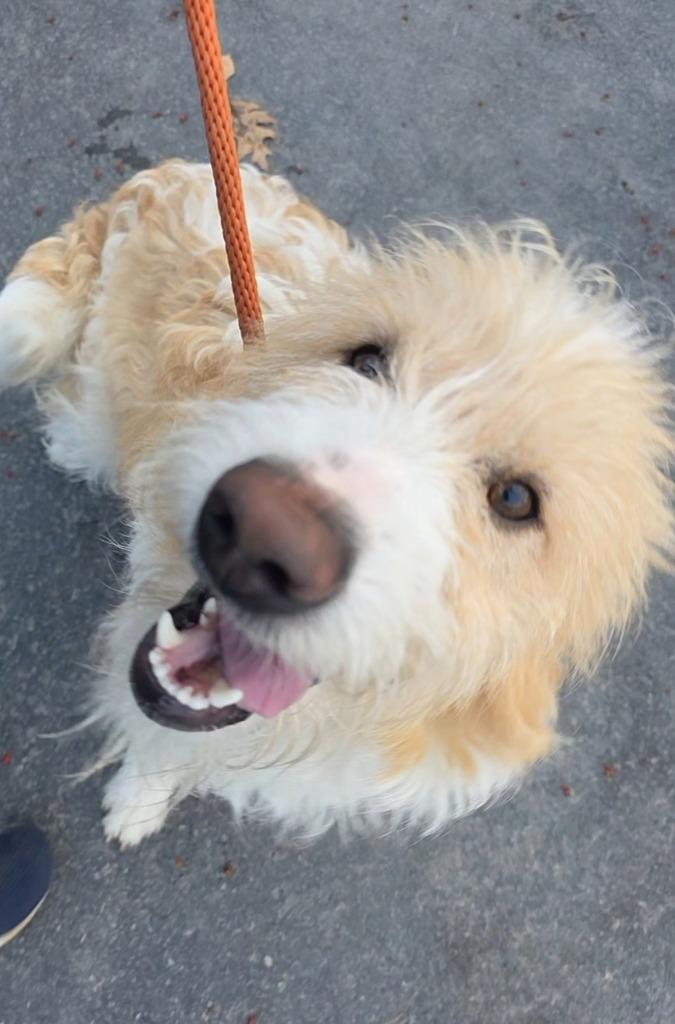Enlarge Frack, a Adopted mixed breed in Sprakers, NY image 1/1