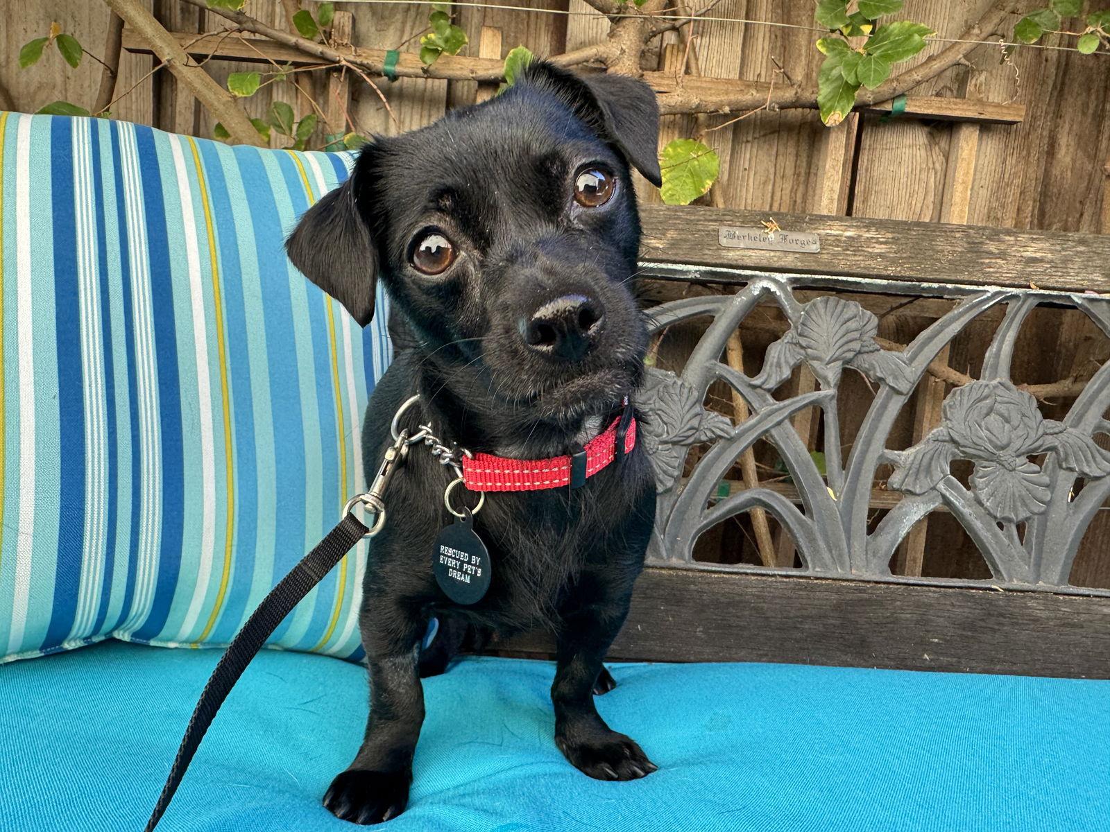 Enlarge Darla, a Adoptable Chihuahua in Santa Clara, CA image 1/3