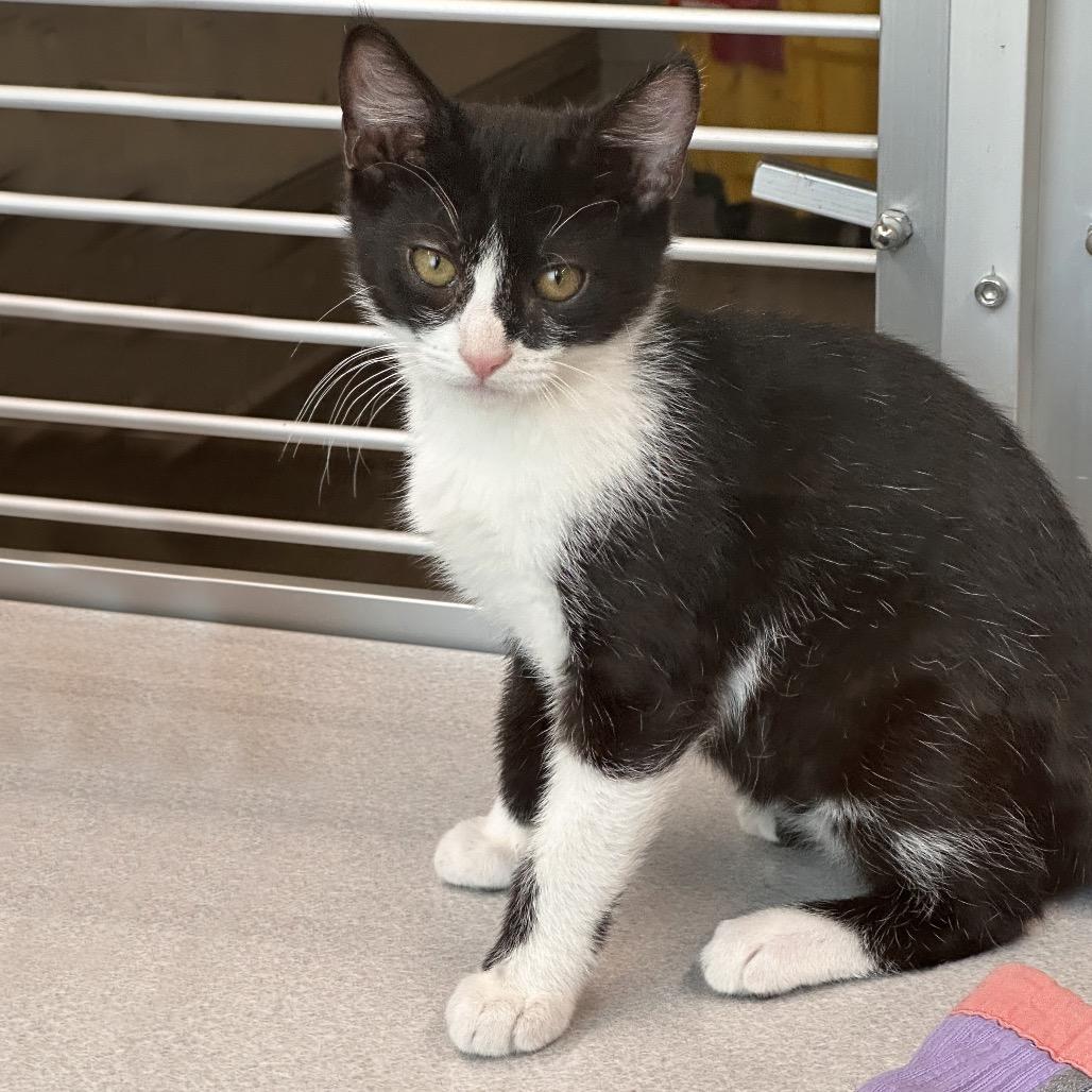 Zucchini, Adoptable, Kitten Male Domestic Medium Hair.