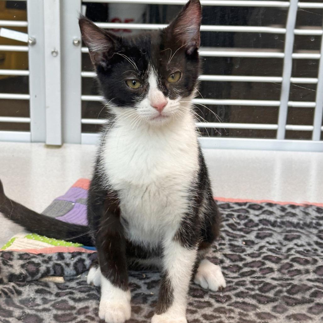 Enlarge Zucchini, a Adoptable Domestic Medium Hair in Hailey, ID image 2/2