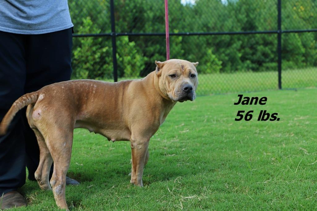 Enlarge Jane/Mille, a Adoptable mixed breed in Oxford, NC image 1/4