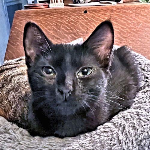 Zoom, a Adoptable Domestic Short Hair in Rutherfordton, NC image 1/3