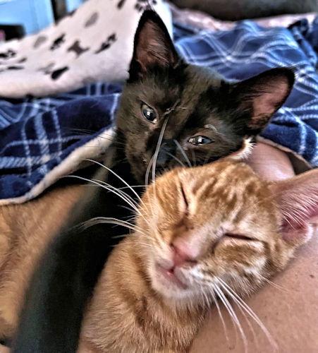 Zoom, a Adoptable Domestic Short Hair in Rutherfordton, NC image 2/3