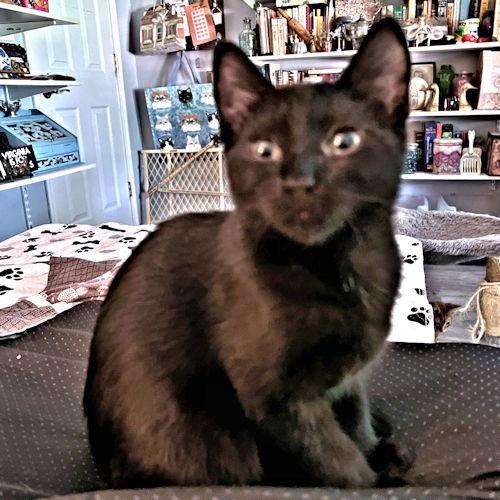 Zoom, a Adoptable Domestic Short Hair in Rutherfordton, NC image 3/3