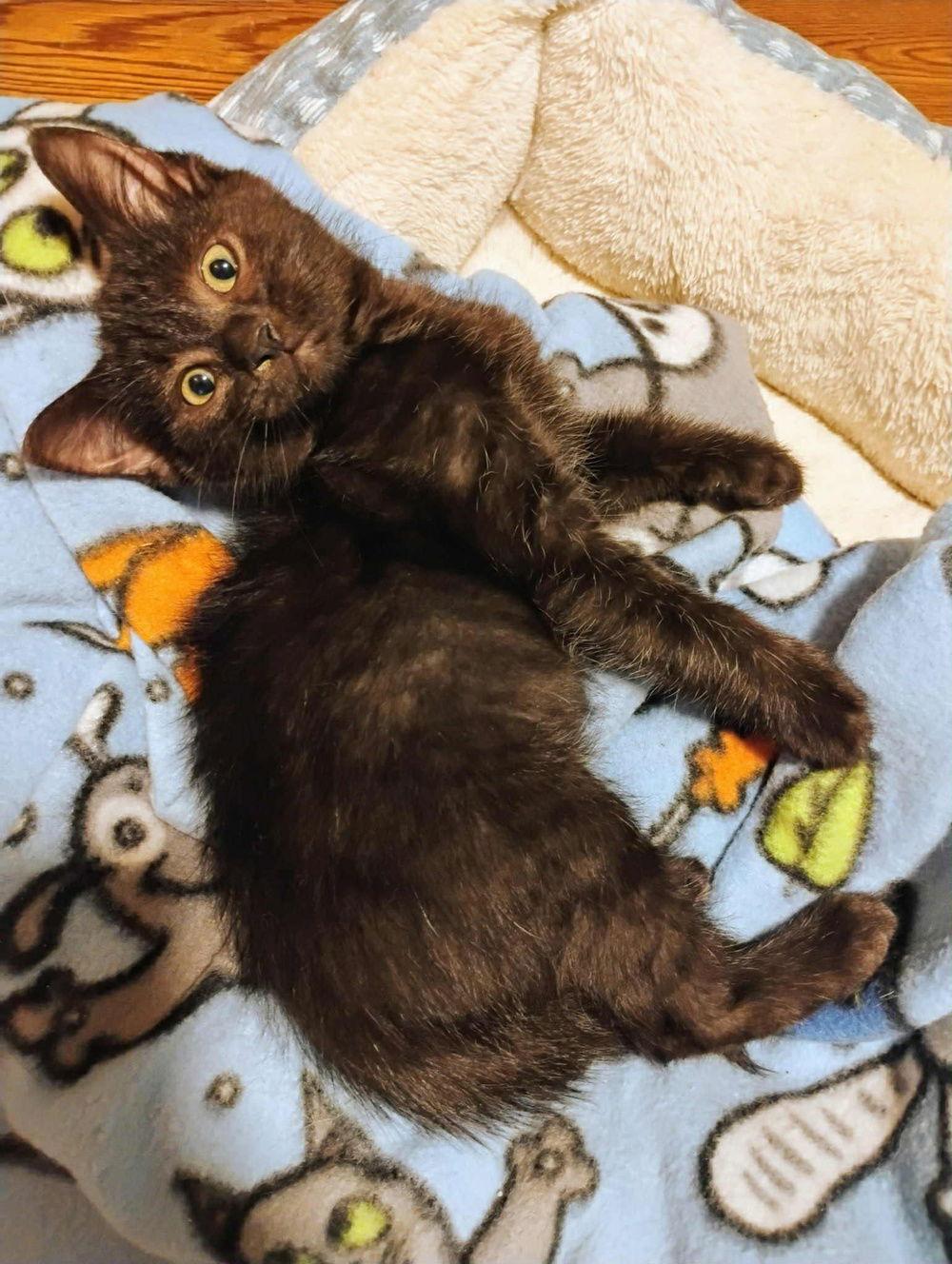 Bugsy, Adoptable, Kitten Male Domestic Short Hair.