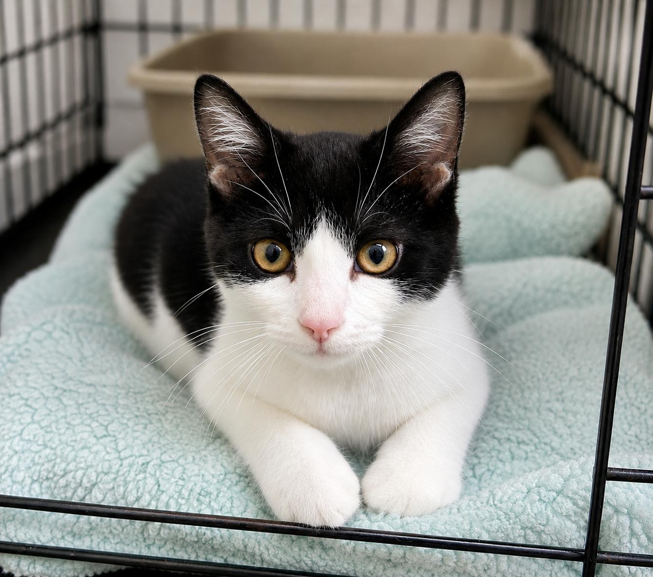 Rizzo, ADOPTABLE, Kitten Female Domestic Short Hair.