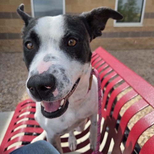 Sammy, a Adoptable mixed breed in Grand Junction, CO image 2/5